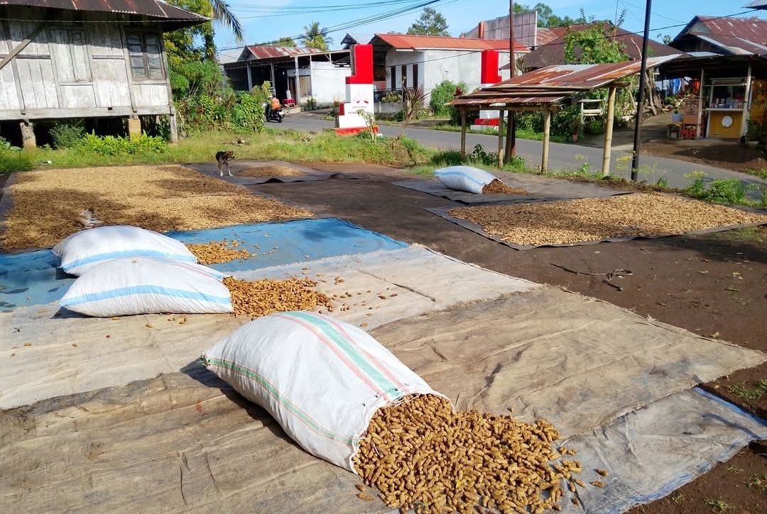 Kacang Batik di Kinali (Indra Walangitan)
