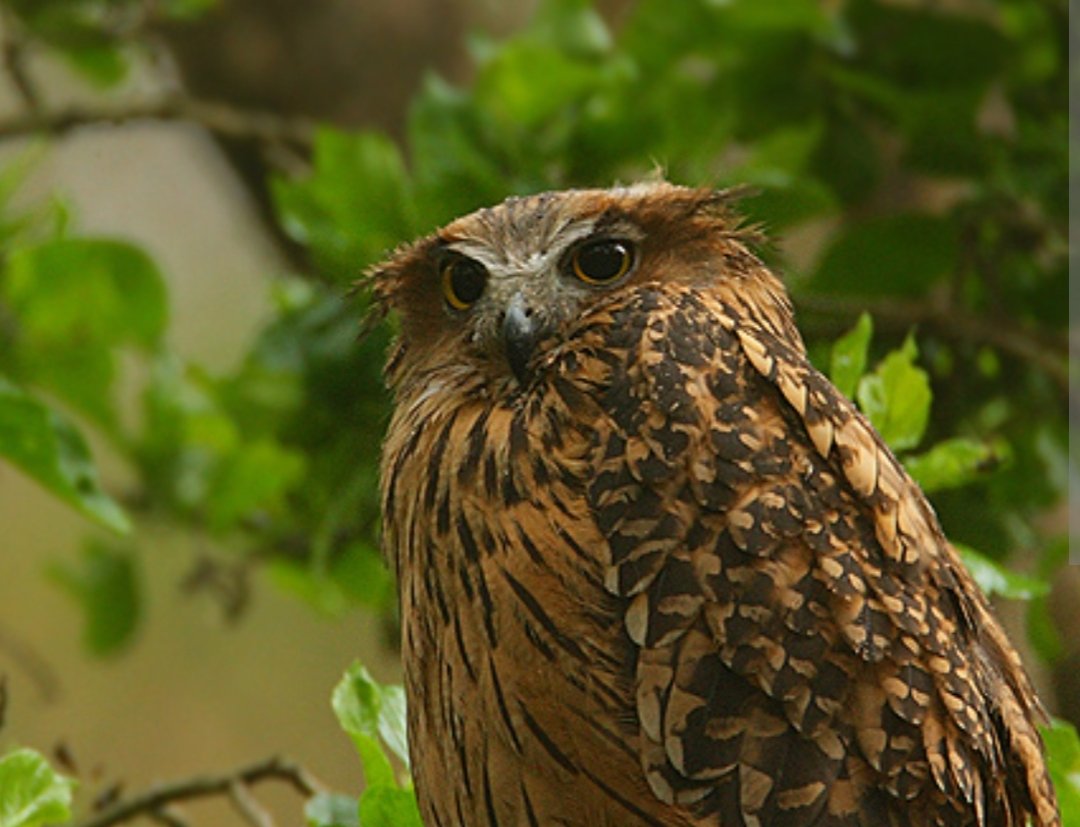 Burung hantu jenis Tawny Fish Owl (Ketupa flavipes) bagi masyarakat lokal Taiwan burung hantu ini sangat dihormati sebagai utusan leluhur dan peramal tradisional yang memprediksi keberhasilan atau kegagalan ekspedisi berburu berdasarkan kicauan serta arah kemunculannya. (Wikipedia)