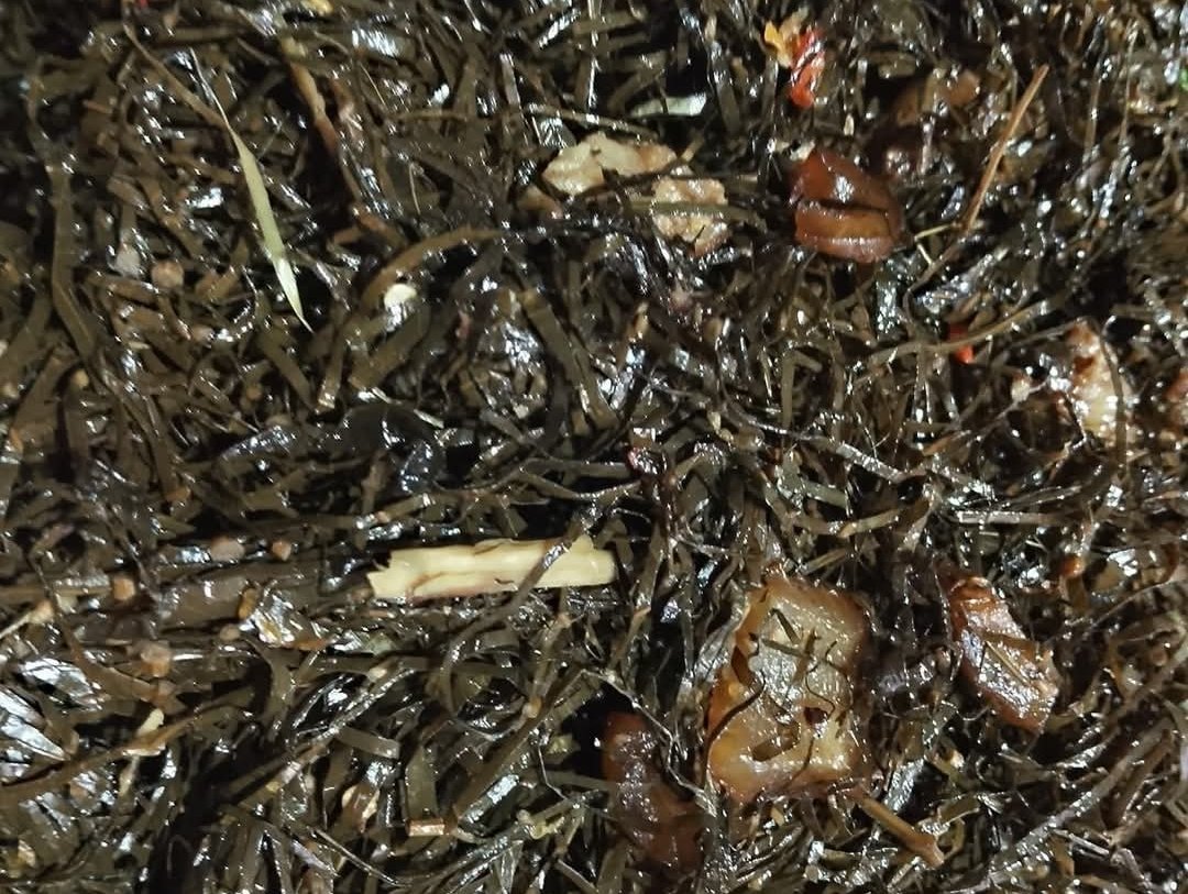 Sayur Pangi dimasak dalam bambu khas kuliner Minahasa. Dicampur rempah, daging babi dan dilumuri darah babi. (Ist)