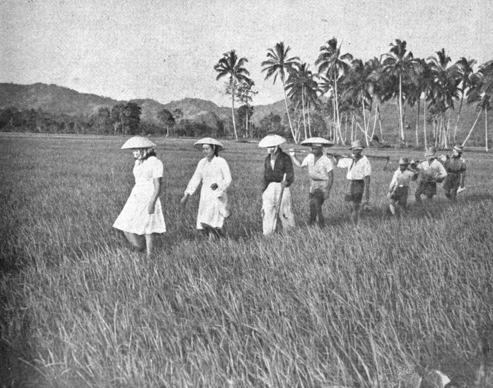 Panen Padi 1952
