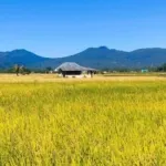 Pemandangan Padi di Desa Amongena (A.H Rakian)