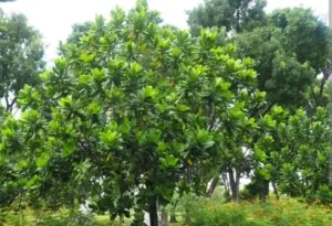 Barringtonia asiatica (L.) Kurz atau yang dikenal sebagai butun, keben, atau putat laut adalah pohon pesisir dari suku Lecythidaceae yang buahnya berbentuk piramida khas dan mengapung di air.