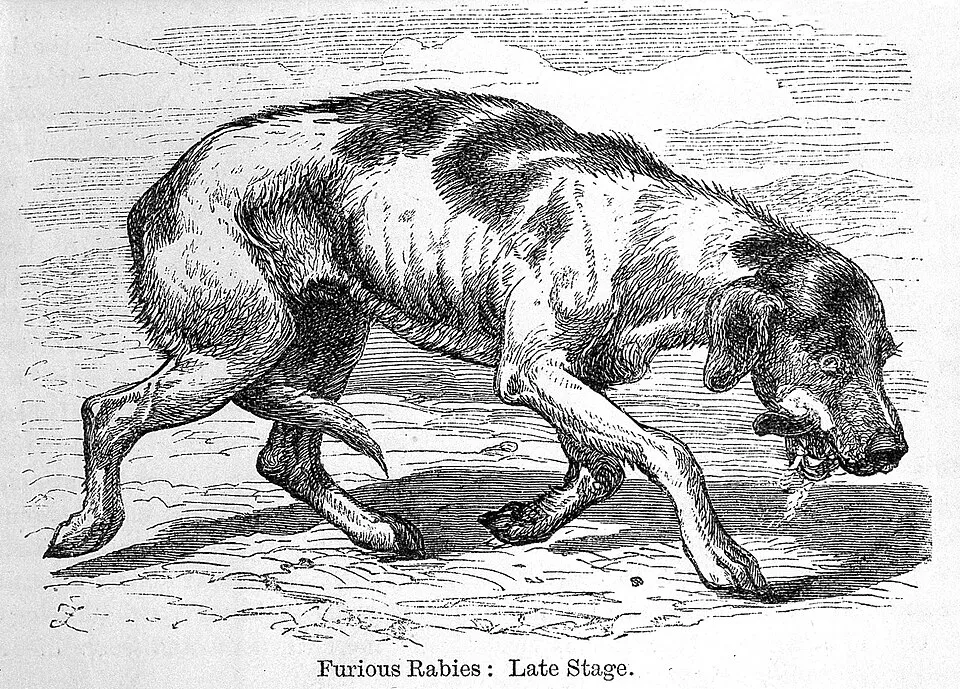 Kasus Rabies di Manado dalam Catatan Medis Tahun 1926