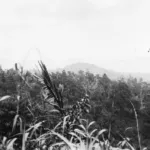 Hutan Minahasa: Pepohonan, Jalan Berkuda, dan Kayu yang Terbuang di Minahasa