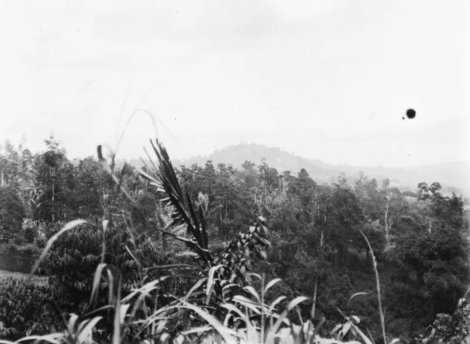 Hutan Minahasa: Pepohonan, Jalan Berkuda, dan Kayu yang Terbuang di Minahasa